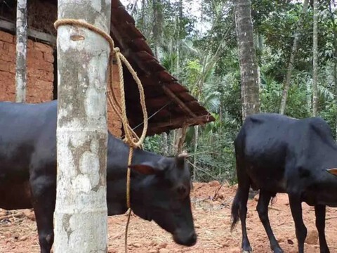 Cow and Natural Building