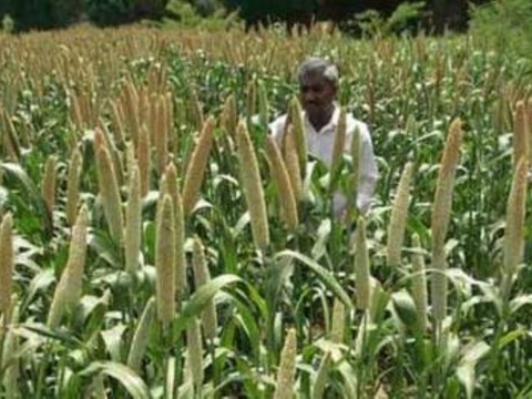 Here is how millets can make India’s food basket climate-resilient