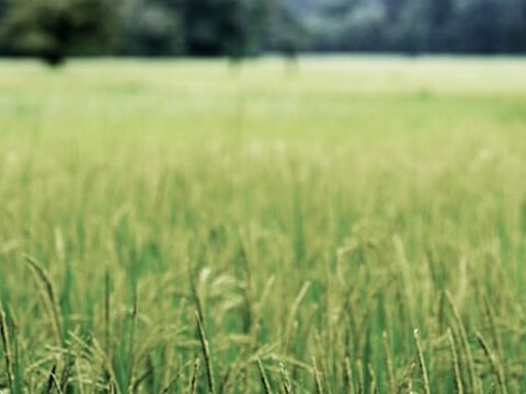 How weeds help fight climate change