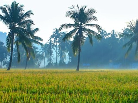 Human brain hard-wired for rural tranquility