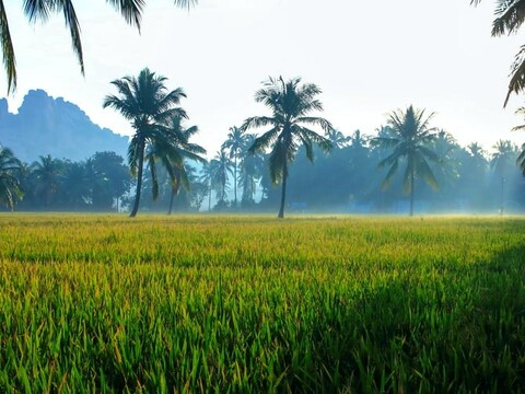 Human brain hard-wired for rural tranquility