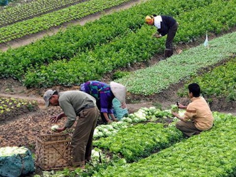 Saving Japan’s Seed Heritage from “Free Trade”