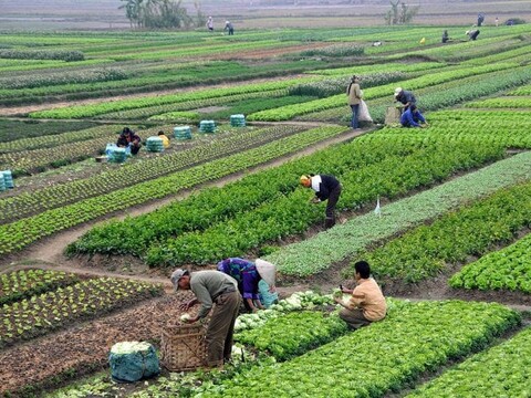 Saving Japan’s Seed Heritage from “Free Trade”