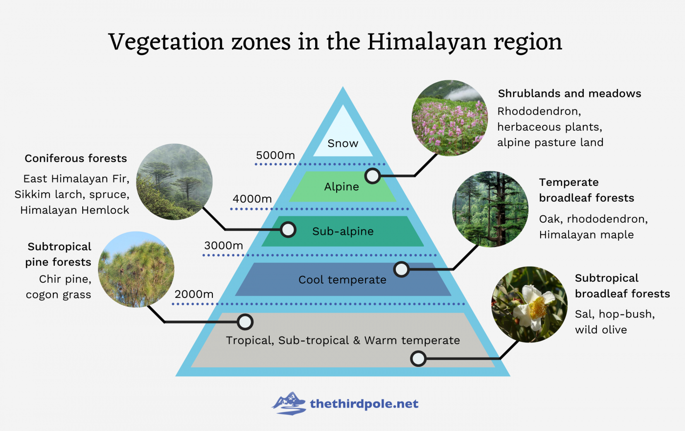Vegetation_zones_in_the_Himalayan_region