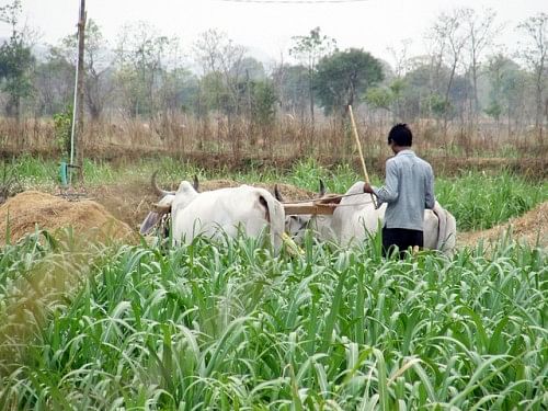 how-shirish-apte-rejuvenated-traditional-water-system-07